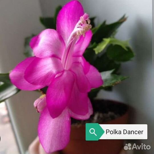 Шлюмбергеры сортовые (декабрист)