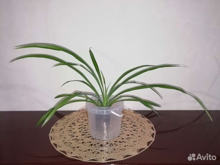 Хлорофитум