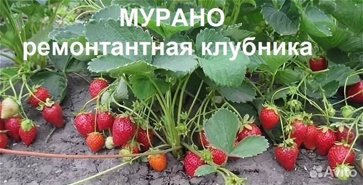 Рассада клубники клери