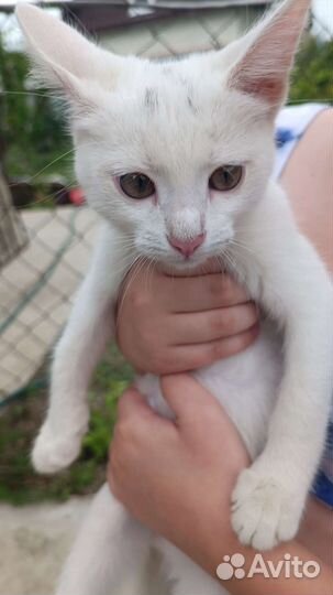 Котенок мальчик бесплатно