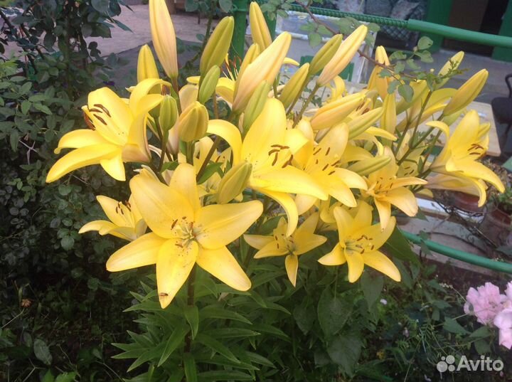 Лилии для сада многолетние