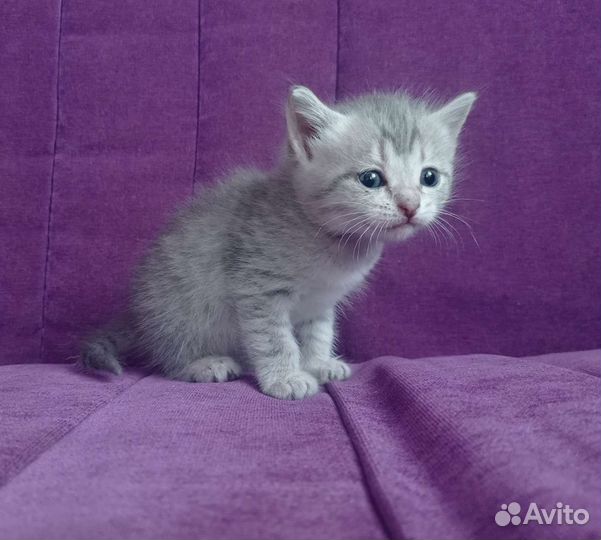 Кошка в дар бесплатно