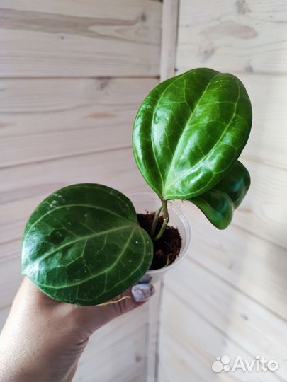 Хойя Pachyclada albo,caudata silver