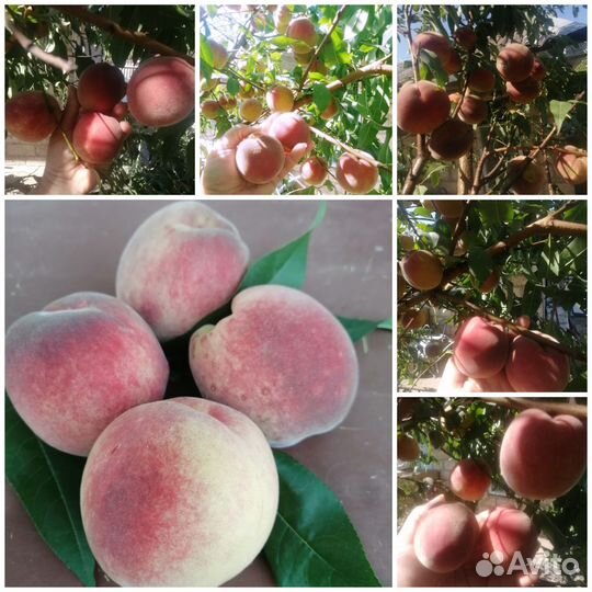 Саженцы персика