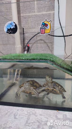 Красноухая черепаха с аквариумом