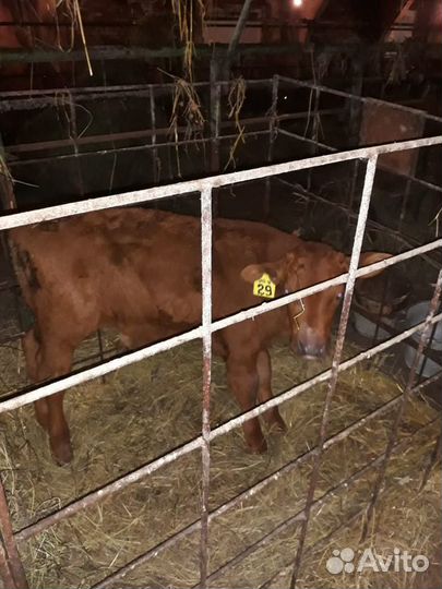Телята Бычки-1 -2месяца