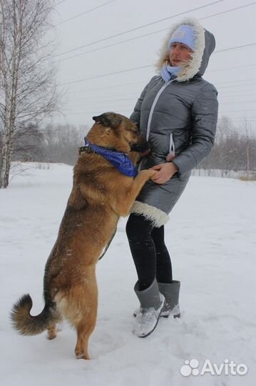 Удобная собака ищет пристанище