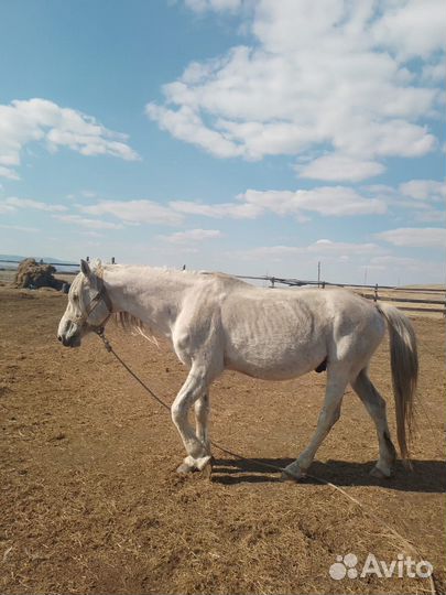 Орловский жеребец