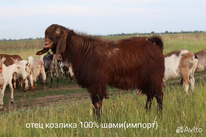 Козёл Шами