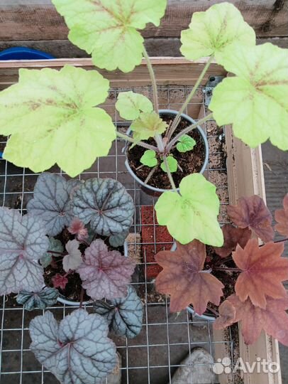 Гейхера, хайютуния