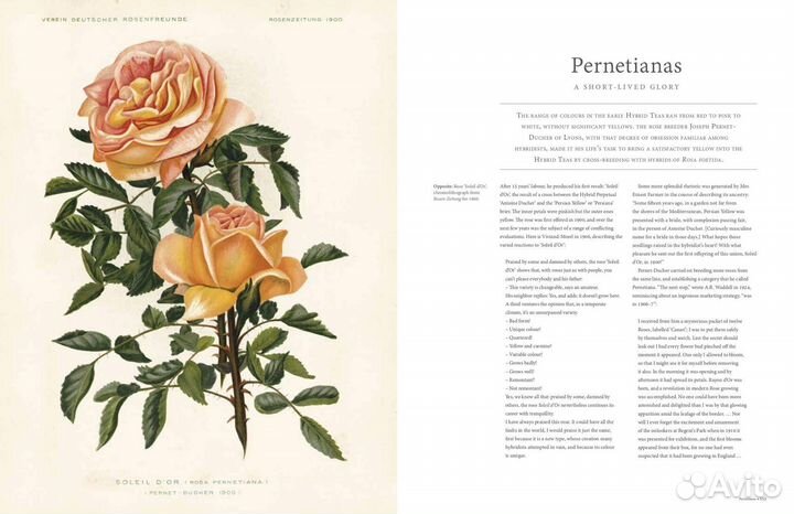 Rhs the Rose. История розы