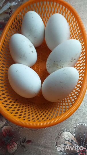 Гусинное яйцо