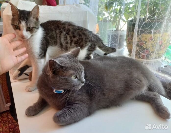 Кошечка в добрые руки