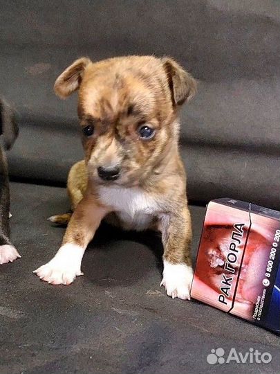 Щенки чихуахуа