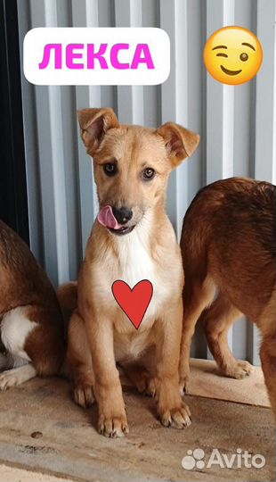 Щенок девочка Лекси
