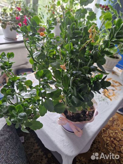 Комнатные растения