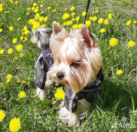 Вязка йоркширский терьер