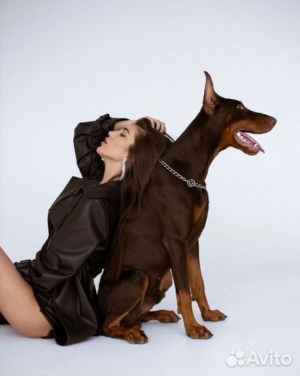 Фотосессия с доберманом