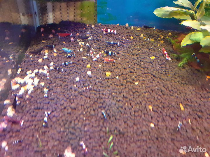 Креветки красный кристалл, неокаридины