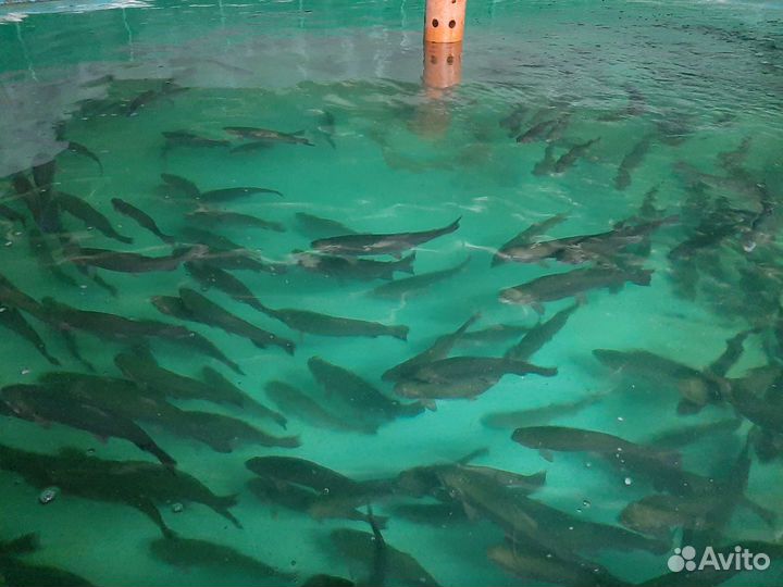 Живая рыба форель