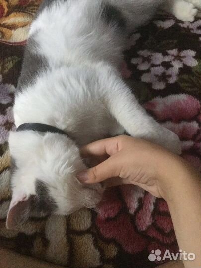 Передержка животных