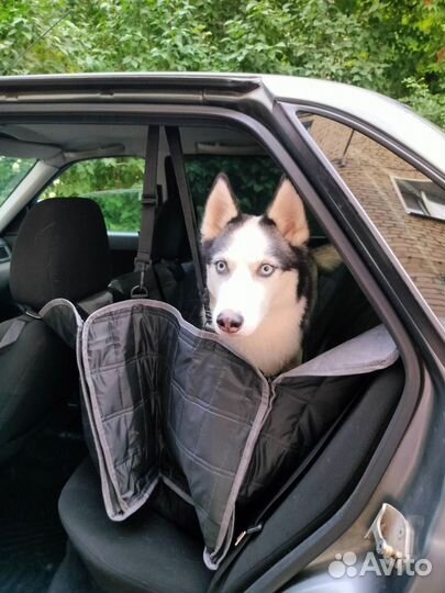 Зоотакси, перевозка животных