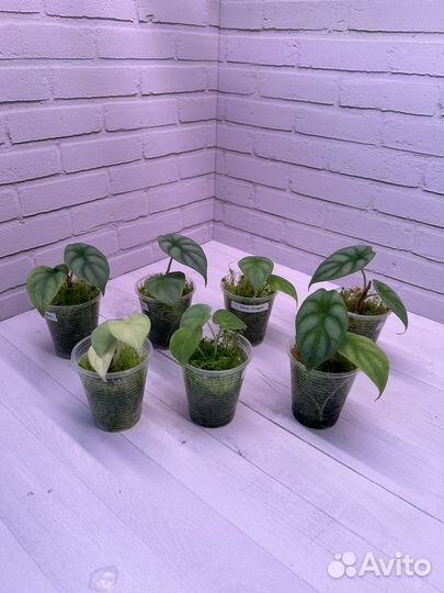 Алоказия Серебряный Дракон(Alocasia silver dragon)