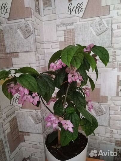 Клеродендрум