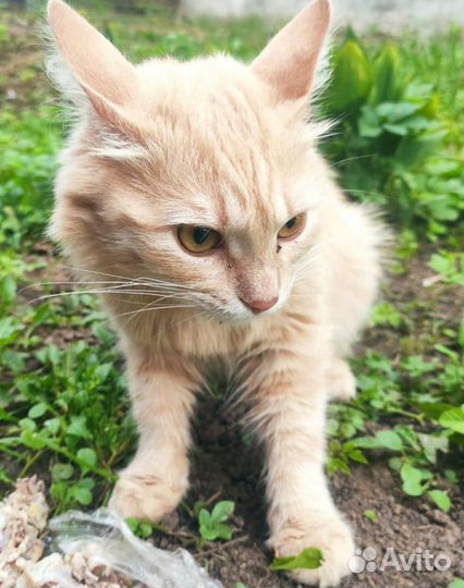 Кошка в дар бесплатно