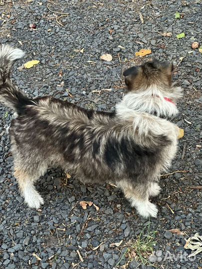 Маленькая собака