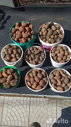 Семенной картофель