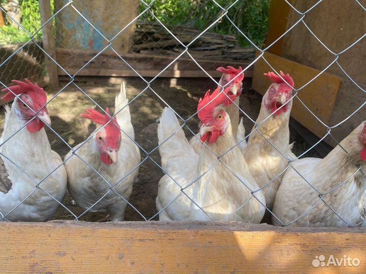 Куры несушки, самовывоз
