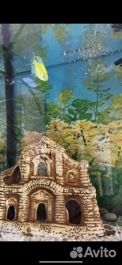 Аквариум