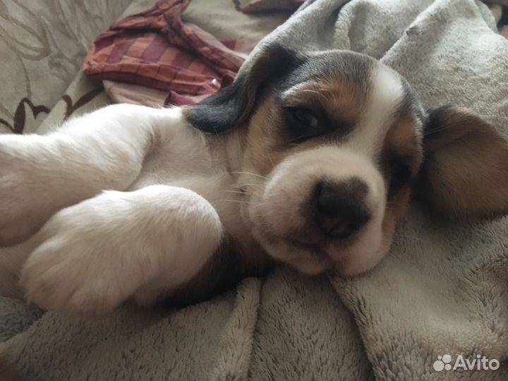 Щенки бигль