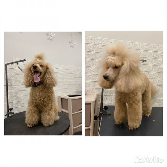 Груминг. Стрижка собак