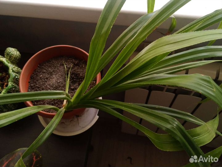 Пальма панданус