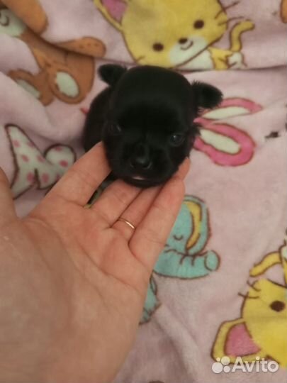 Щенки чихуахуа