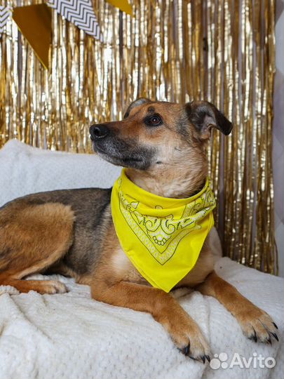 Лакки сдали в приют