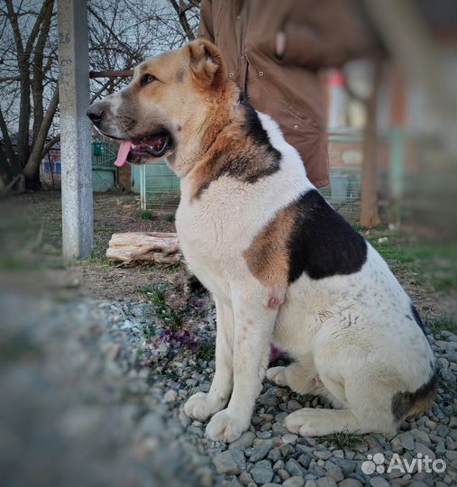 Cреднеазиатская овчарка, алабай, сао. Вязка