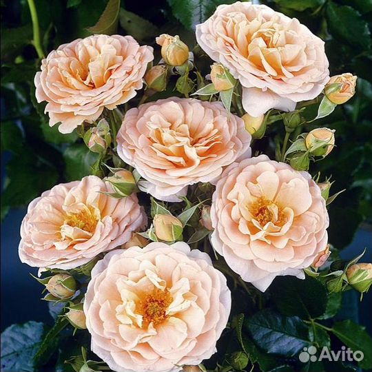 Роза флорибунда, роза чайно-гибридная