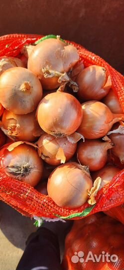 Лук оптом