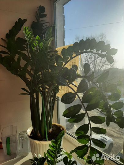 Замиокулькас