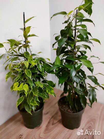 Фикус бенджамина