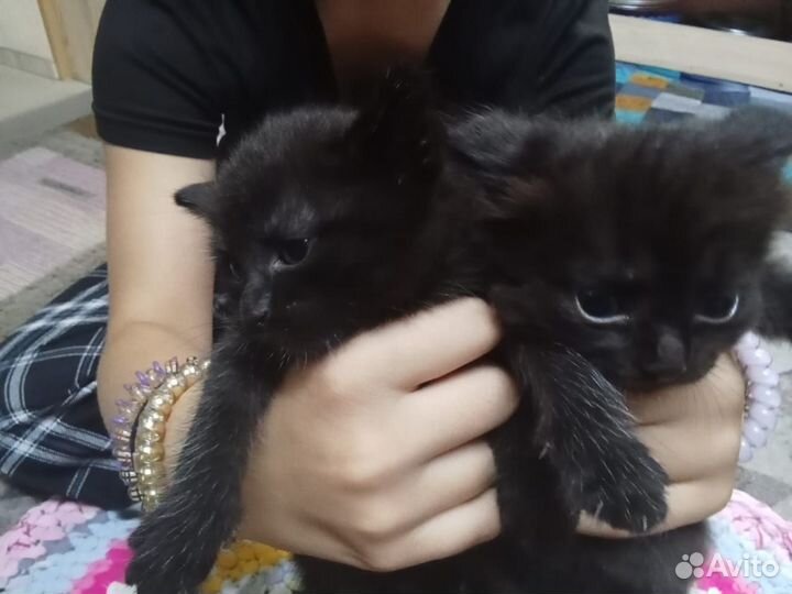 Котята в добрые руки 1 месяц