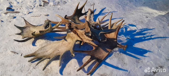 Рога лосиные