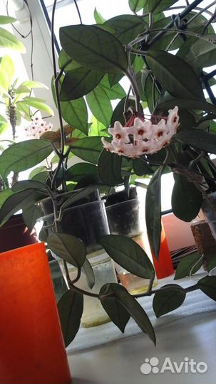 Хойя карноза