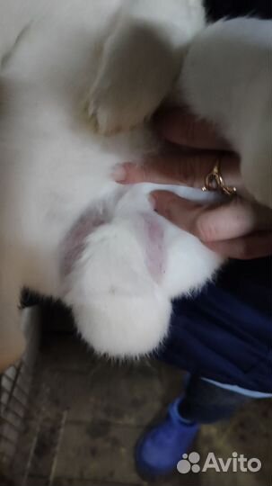 Кролики мясных пород панон