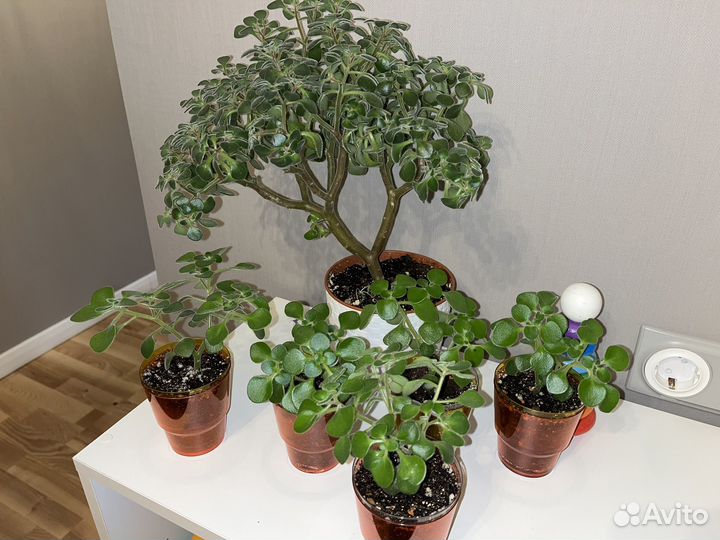 Аихризон Дерево любви