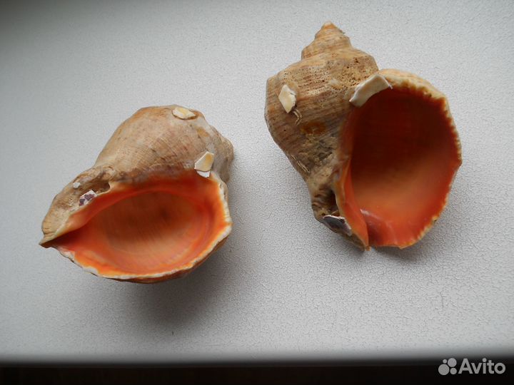 Ракушки морские