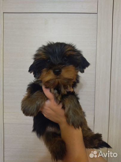 Йоркширский терьер щенки